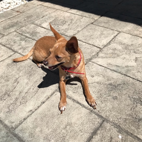 Meet your Posher, Natalie - Picture 1 of 1